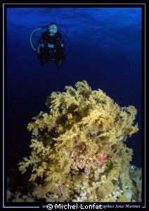 Diving Elphinstone... Que du Bonheur... :O)... by Michel Lonfat 